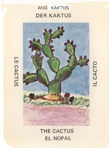 cactus