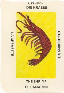 shrimp