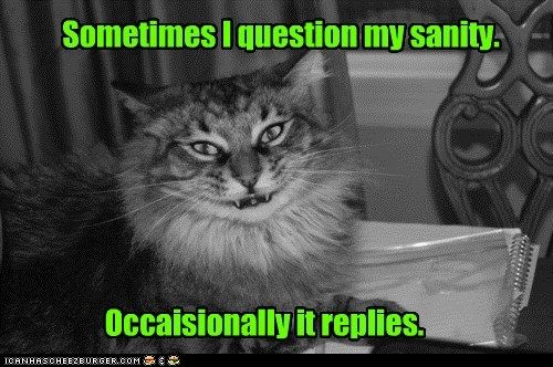 funny-cat-pictures-sometimes-i-question-my-sanity.jpg