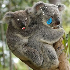photo koala-mom-and-baby-300x300_zps0756aa61.jpg