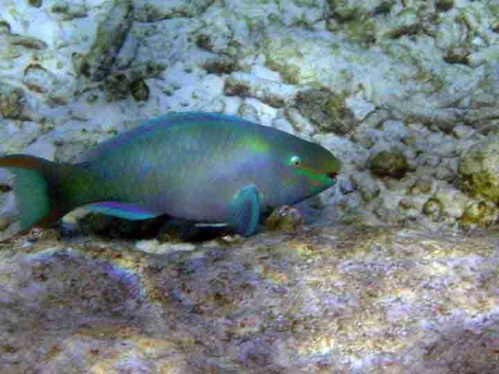 parrotfish1.jpg