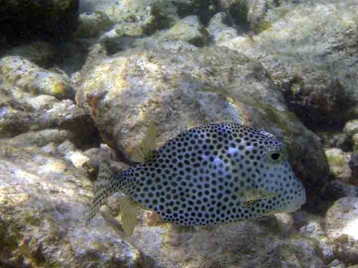 spottedtruckfish.jpg