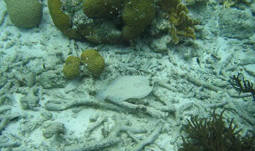 flounder swimming