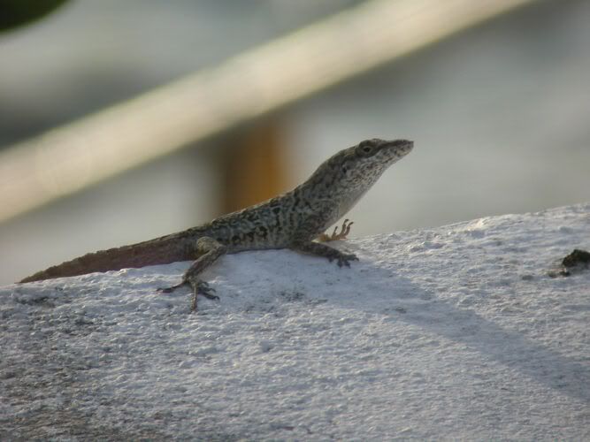 Spotted lizard