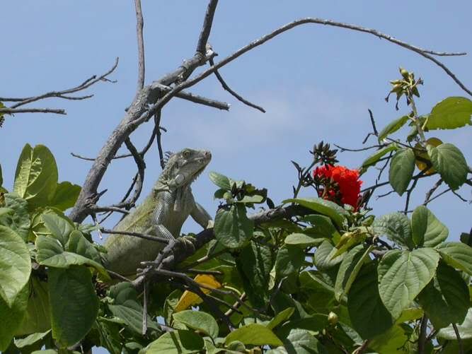Iguana Tree