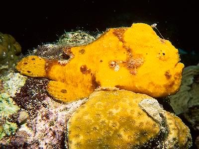 Yellow Bonaire Longlure Frogfish