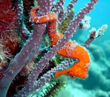 orange seahorse 2