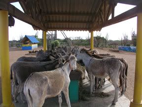 donkey1.jpg