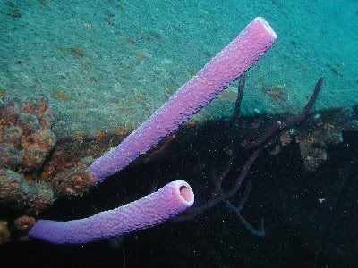 tube sponges
