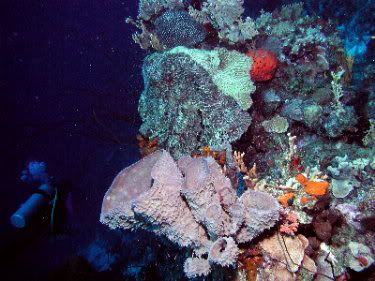 cool coral with diver