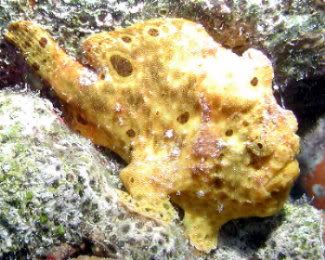 buddy's frogfish2 cropped