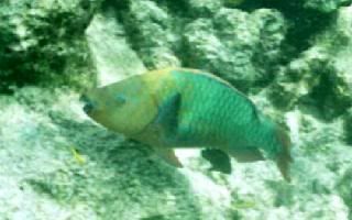RainbowParrotfish