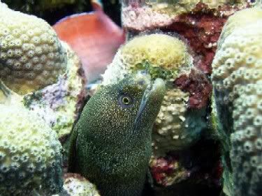 Bari Reef - Goldentail Moray