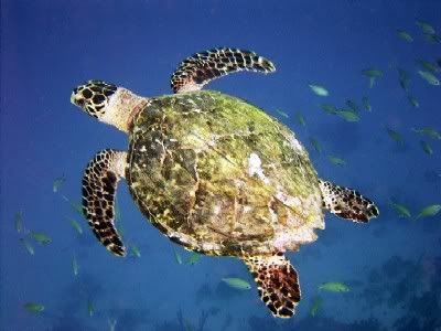 Bari Reef - Hawksbill Turtle