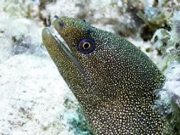 Bari Reef - Goldentail Moray Close Up