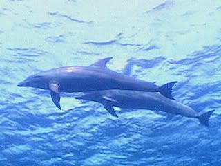 Dolphin pic 3