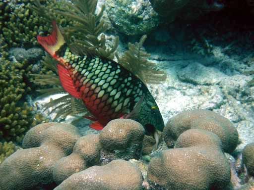 Red band Parrotfish