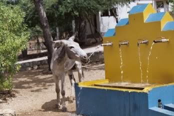 donkey drinking