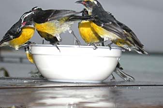 sugarbirds having a snack