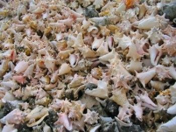 lac cai conch shells#2