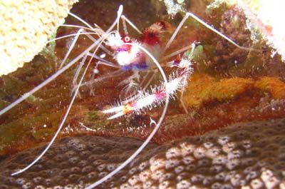 banded coral shrimp3