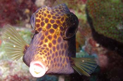 spotted trunkfish2