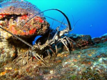 Spiny Lobster at Spelonk