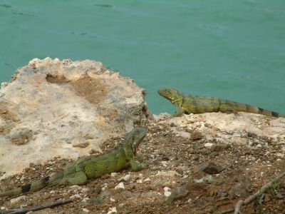 iguana1
