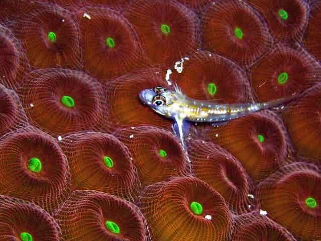 starcoral goby