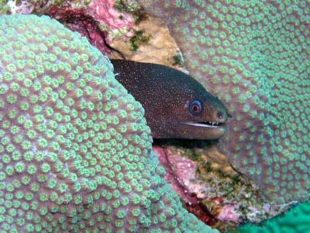 goldentail moray