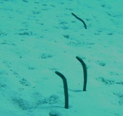 Garden Eels