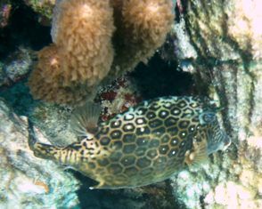 Honey Comb Cow Fish