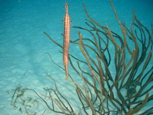 Trumpet Fish