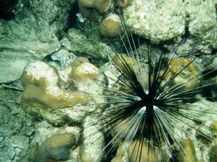 Long spine sea urchin