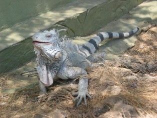 iguanasanctuarygood