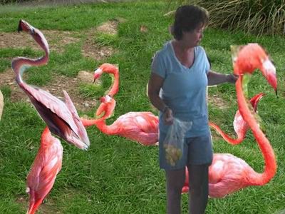 flamingoground