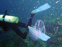 winged comb jelly