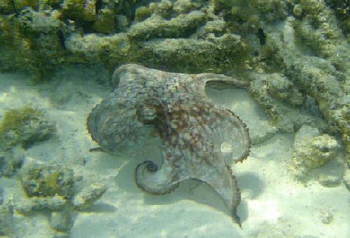 octopus2