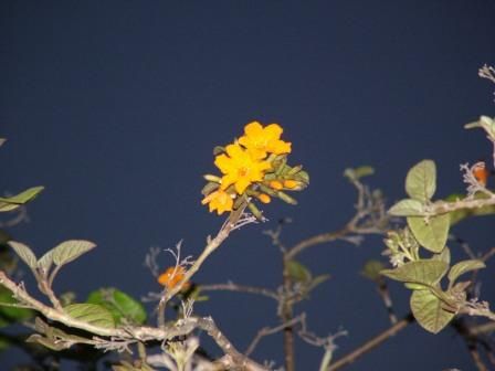 night flower