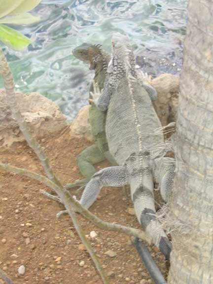 iguana love