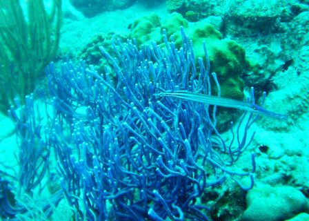 purple coral and trumpet fish