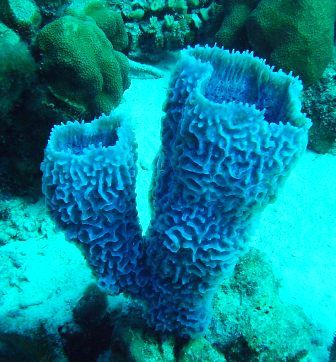 blue sponge