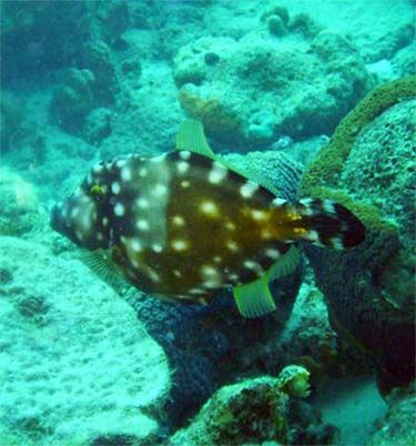 orange spotted filefish