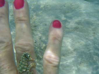 seahorse ring