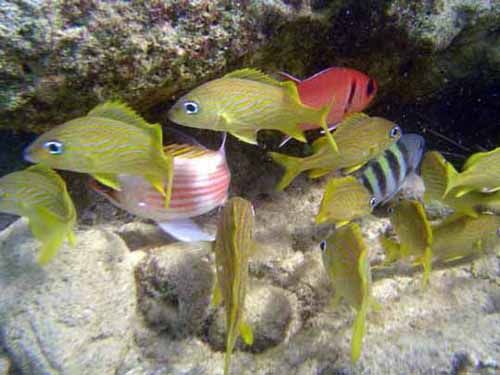 grunts with soldierfish