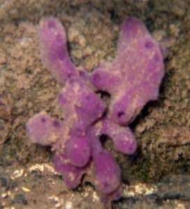 purple sponge