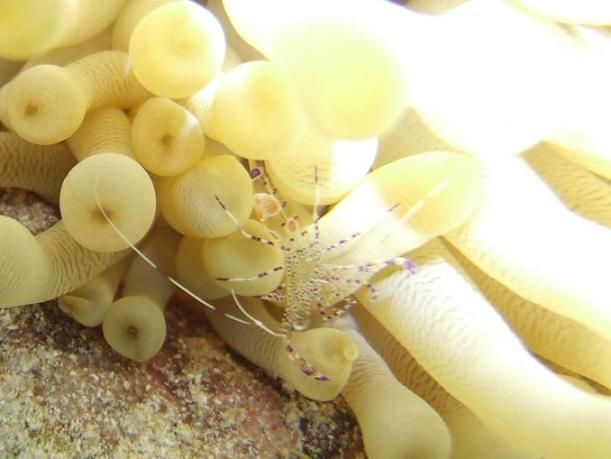 spotted anemone shrimp