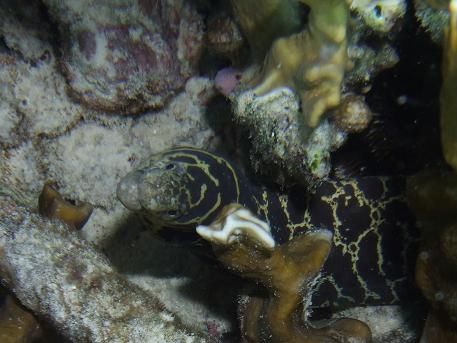 spotted and chain morays fighting for residence
