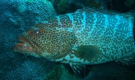 grouper smalx
