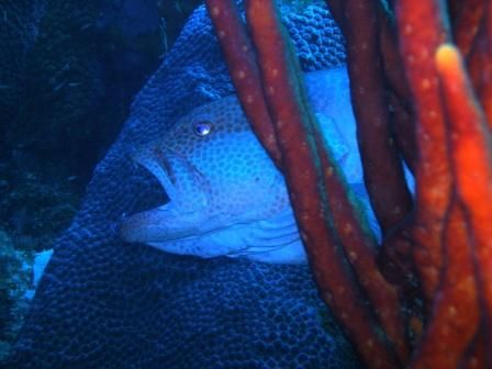 grouper blue
